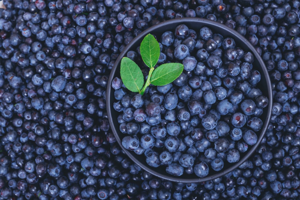Bilberries: Nature's Superfruit
