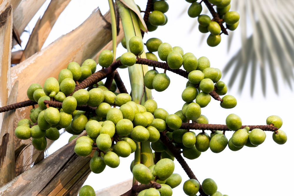 The Health Benefits of Saw Palmetto