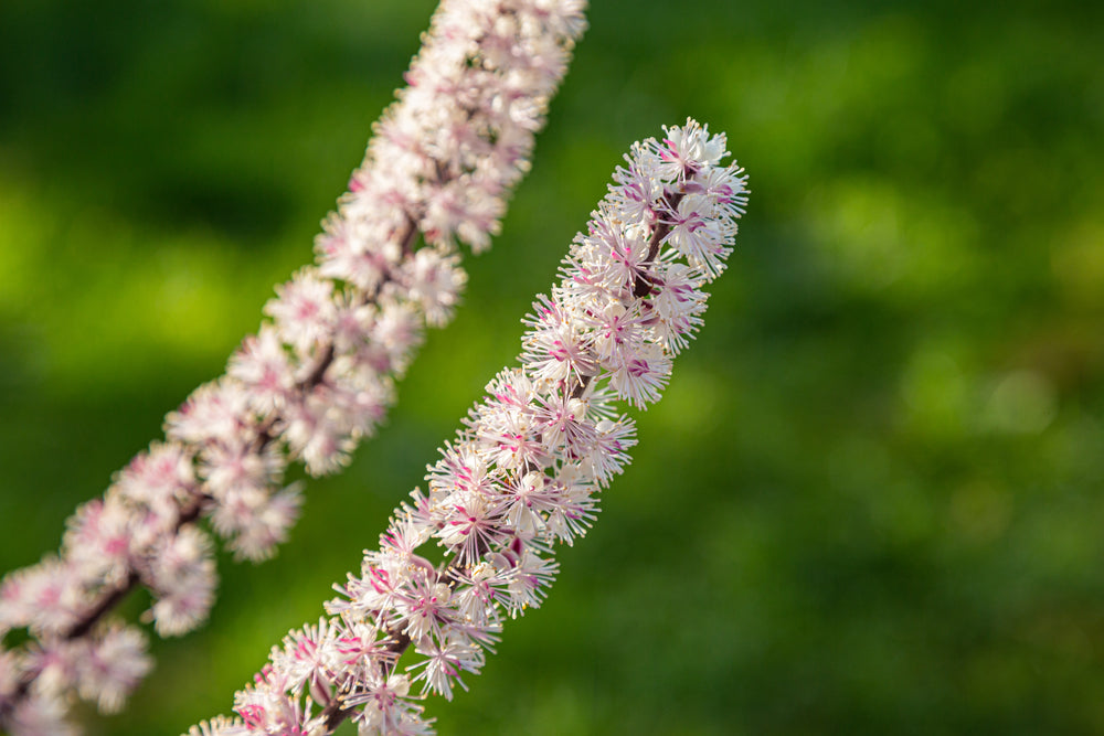 The Amazing Benefits Of Black Cohosh And Why You Should Try It