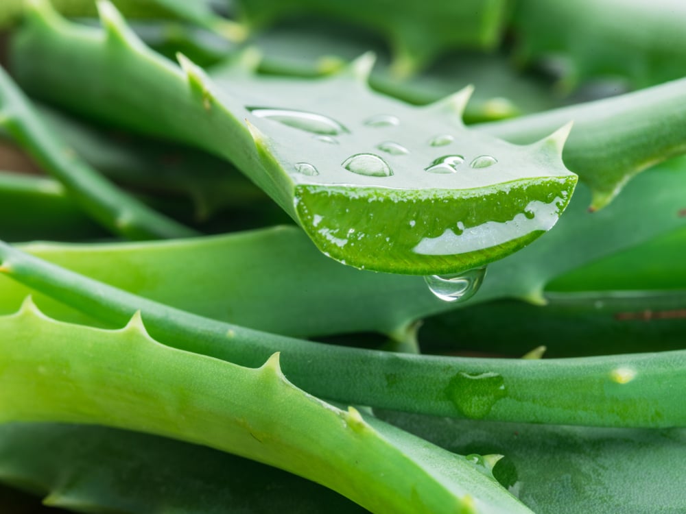 Aloe Vera: Nature's Healing Powerhouse