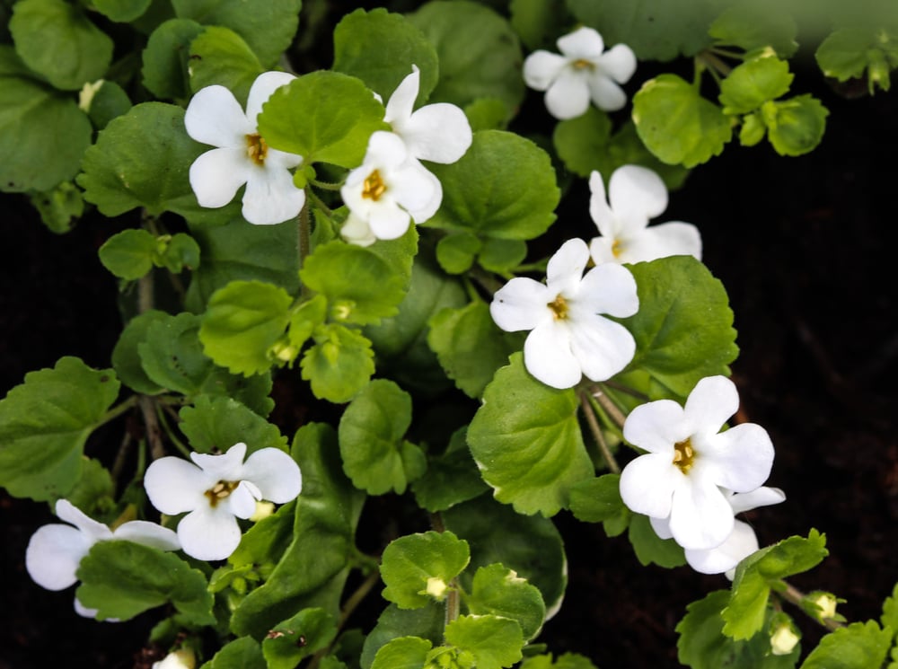 Bacopa Monniera: The Herb of Memory, Learning & Concentration