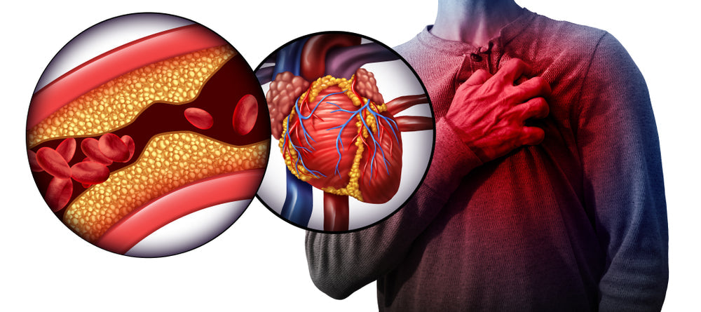 The Heart: An Introduction to This Amazing Organ