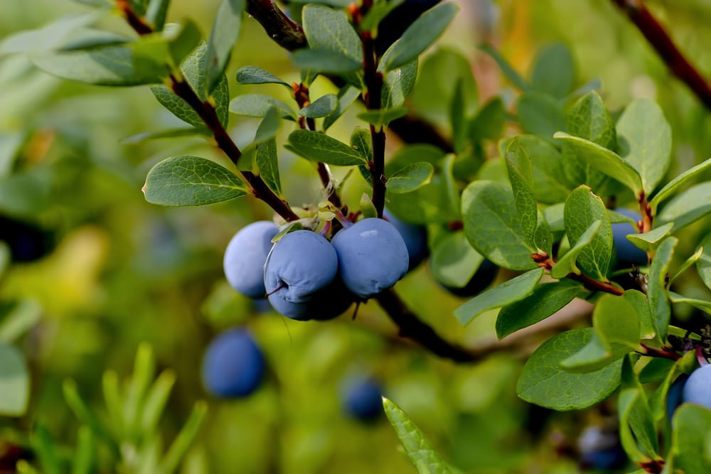 The Amazing Health Benefits of Quercetin