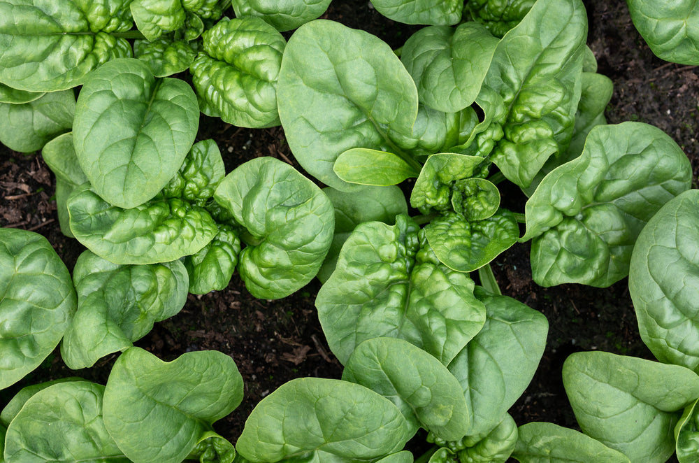 The Benefits Of Eating Spinach: Why Popeye Was Right All Along