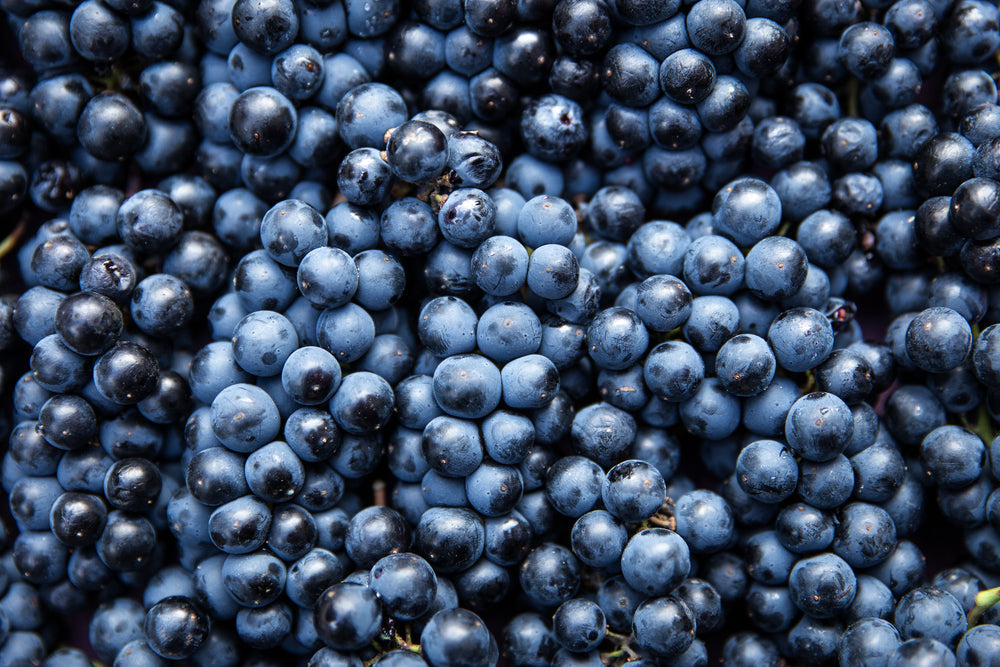 The Amazing Health Benefits of Blueberries